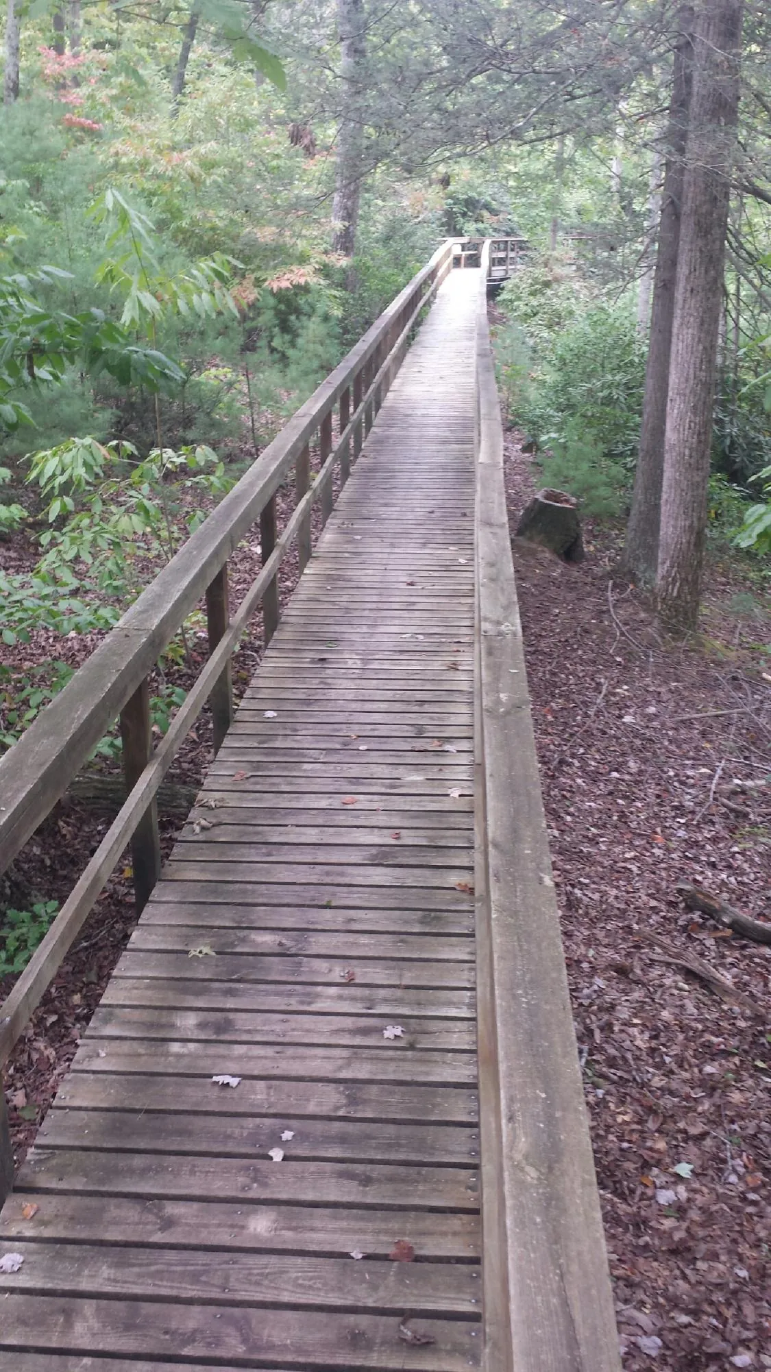 Long wood walkway with handrails built through the woods in Saranac